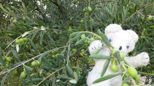 Spanish olives! Yum!